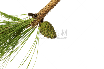 叶子,绿色,松果,白色,背景,背景分离,分离着色,水平画幅,枝繁叶茂