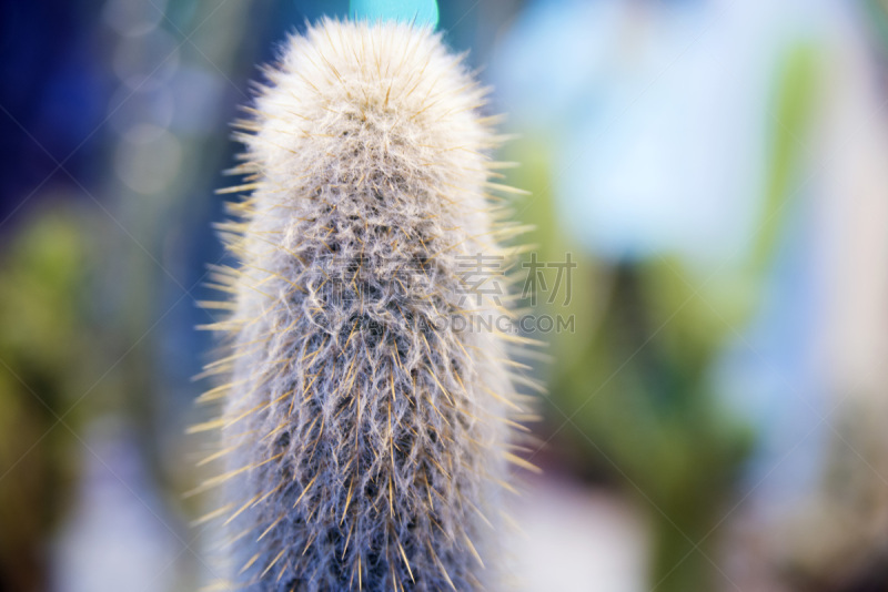 仙人掌,背景,纹理,月仙人掌,cactus wren,尖的,桶,热带植物图案,植物园,美