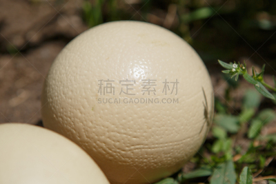 特写,卵,鸵鸟,水平画幅,鸟类,巨大的,生食,户外,鸟巢,鸵鸟蛋