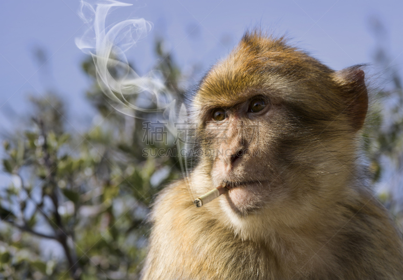 猴子,动物肺,地中海猕猴,直布罗陀,动物内脏,尼古丁,健康保健,野生动物,癌症,灵长目