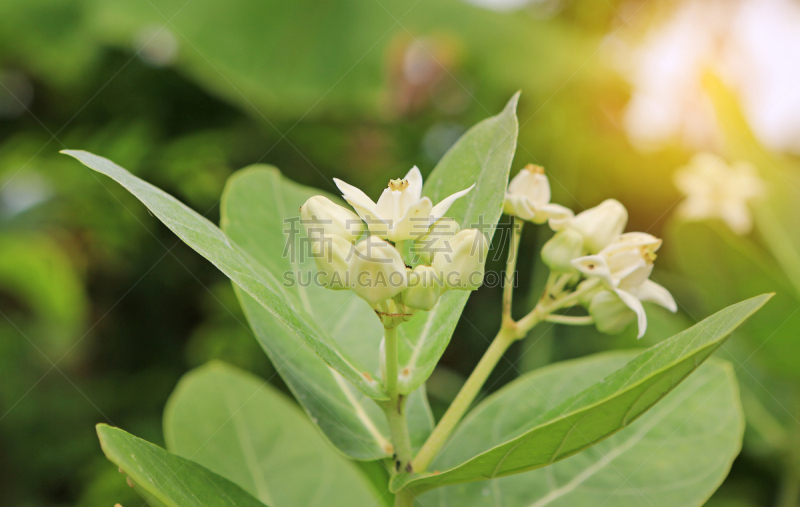 王冠,在下面,恋爱集会,日光,碘化银纸照相法,蝙蝠花,吉甘蒂斯,马利筋;,水花,花茶