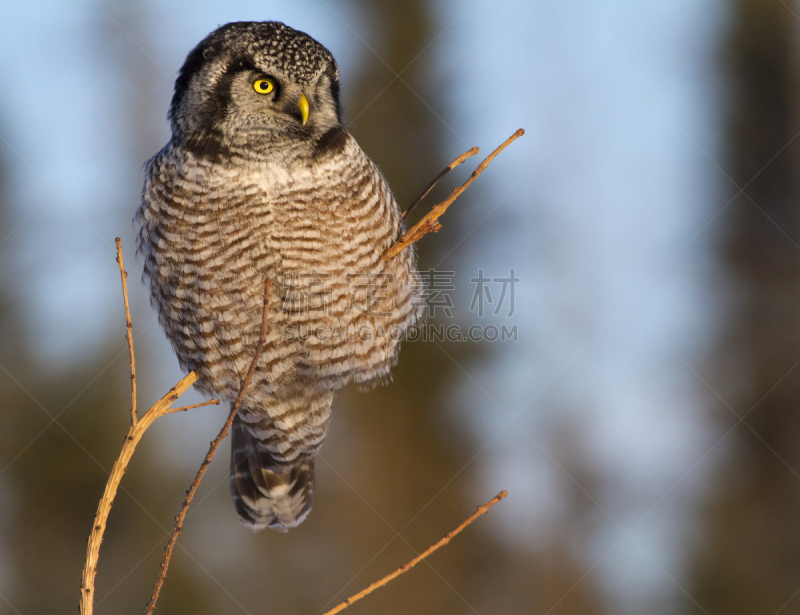 hawk owl,北,水平画幅,猫头鹰,鸟类,动物身体部位,动物眼睛,摄影