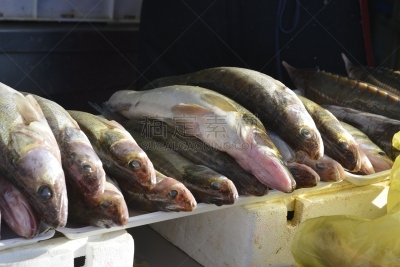 鱼市,淡水鱼,淡水,清新,食品,烤肉架,动物嘴,动物,板条箱,用餐者