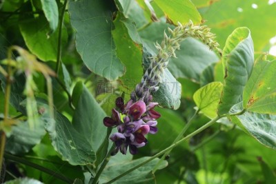野葛,活力,健康保健,自然界的状态,药,替代医药,葛根,食品,野生动物,草