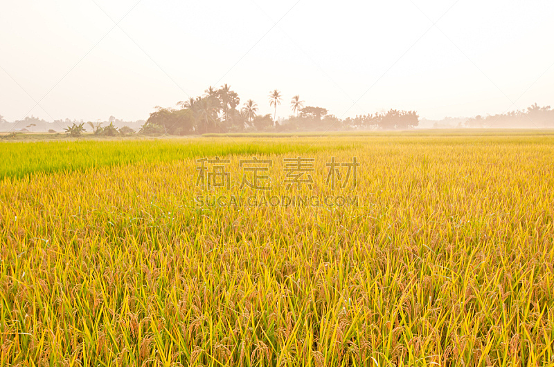 田地,稻,自然,水平画幅,无人,高动态范围成像,早晨,户外,草,生长