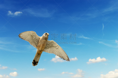 老鹰,青绿色,天空,在下面,云,留白,风,食肉鸟,水平画幅,撒丁岛