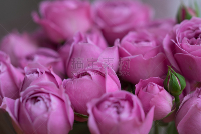 玫瑰,玫瑰颜色的眼镜,玫瑰色琵鹭,水平画幅,无人,乌克兰,花束,花蕾,礼物,丁香花