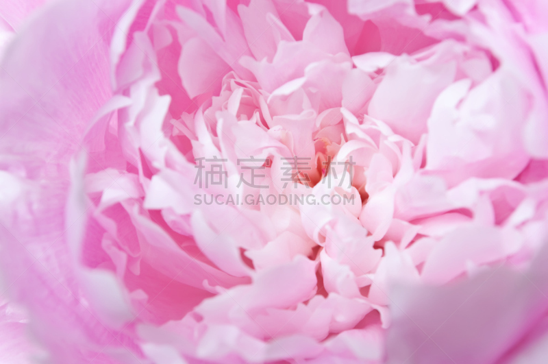 牡丹,粉色,自然,水平画幅,无人,开着的,植物,pink princess peony,大特写,花头