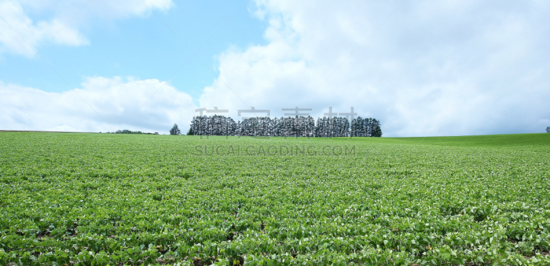 美瑛町,北海道,拉格啤酒,山,数字7,十胜岳,富良野盆地,菜豆,天空,水平画幅