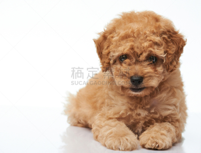 狗,小狗,贵宾犬,正面视角,晒黑,褐色,水平画幅,无人,太空,工作室