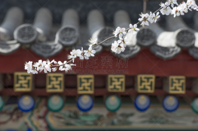 枝,樱桃树,寺庙,花朵,前面,北海公园,选择对焦,公园,水平画幅,樱花