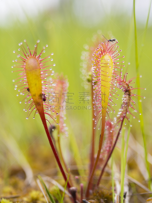 茅膏菜,肉食植物,自然,垂直画幅,野生动物,小的,无人,沼泽,陷阱,特写