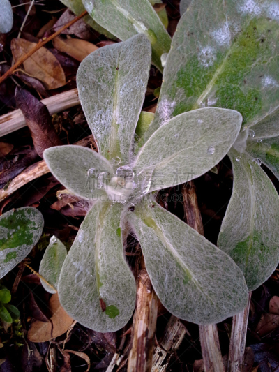水滴,山矢车菊,叶子,多年生植物,矢车菊,自然,垂直画幅,水,寒冷,灰色