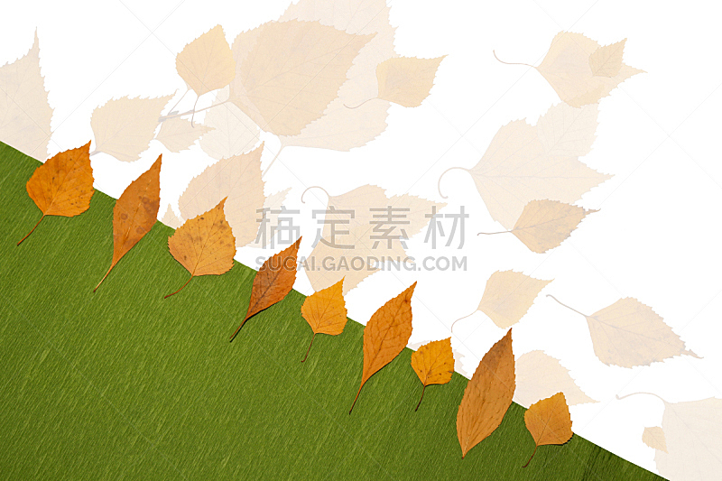 白色,叶子,自然,秋天,枫树,白色背景,背景,留白,枫叶,橙子