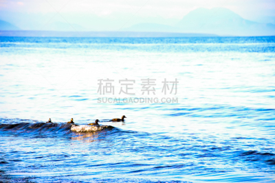 自由,鸭子,混合泳,呷呷叫,树林鸭,中等动物群体,太平洋海岸山脉,温哥华岛,加拿大文明,野鸭