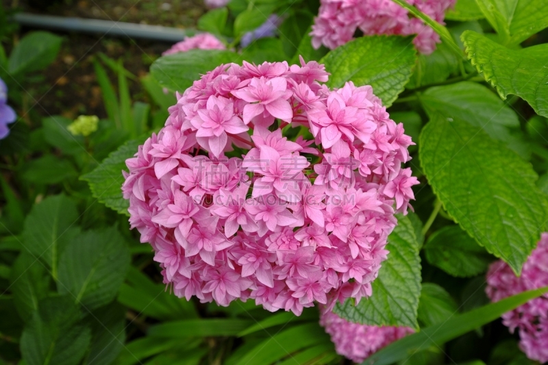 片山,八仙花属,京都府,日本,美,京都市,雨,水平画幅,无人,夏天