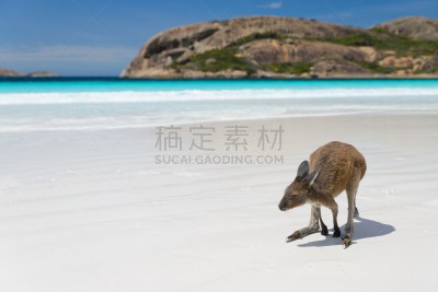 袋鼠,海滩,自然,西澳大利亚,野生动物,旅游目的地,水平画幅,绿色,地形,沙子