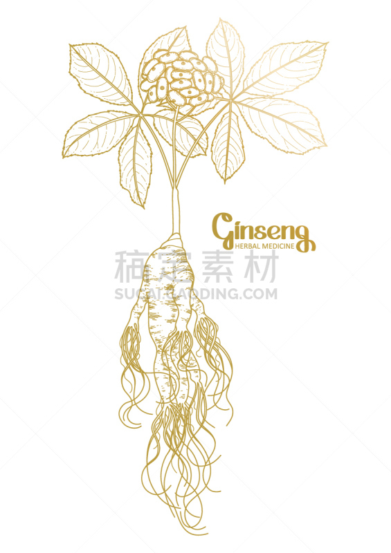 浆果,ginseng,插画,人参,spa美容,活力,线条,背景分离,药,香料