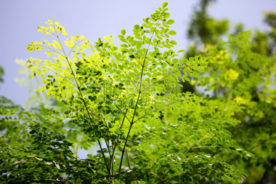 萝卜,马,辣木树科,辣木植物,鼓槌,鸡腿,水平画幅,无人,钙,树