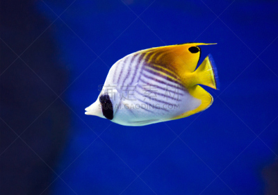 水族馆,鱼类,圆形,水平画幅,水下,海洋生命,黑色,动物鳍,黄色,2015年