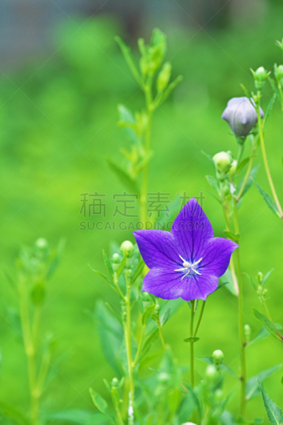 桔梗,垂直画幅,六月,绿色,无人,日本,藤泽市,桔梗花,野生植物,野花