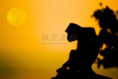 长尾猕猴,看,猴子,月球,交通堵塞,昆虫群,猕猴,褐色,水平画幅,热带雨林