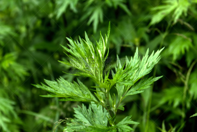 野生植物,艾草,芳香的,水平画幅,无人,含酒精饮料,夏天,草,特写,俄罗斯