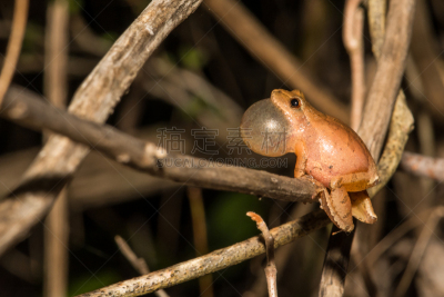 spring peeper frog,北,伪装色,水平画幅,爬虫学,科学,野外动物,夏天,户外,生态多样性