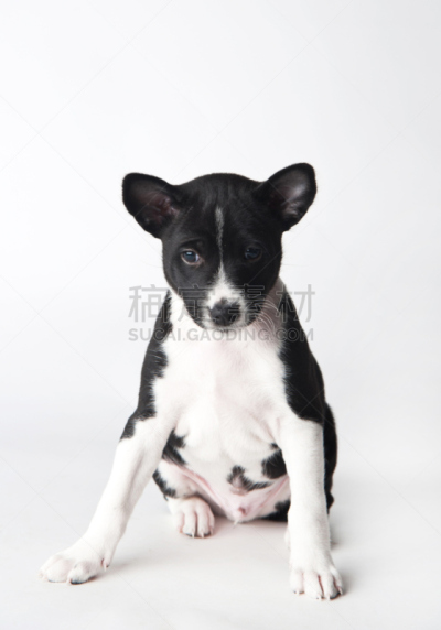 小狗,巴辛吉,白色背景,垂直画幅,纯种犬,小的,可爱的,爪子,动物身体部位,面部表情