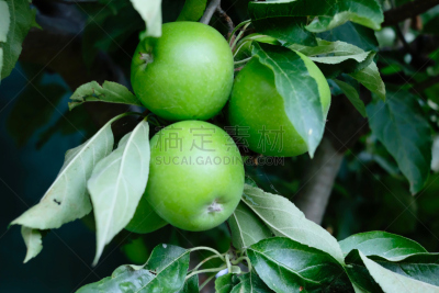 苹果,绿色,澳大利亚,青苹果,食品,环境,环境保护,维多利亚州,熟的,农场