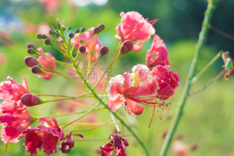 云实,绿色背景,粉色,自然,美,水平画幅,无人,夏天,泰国,红色