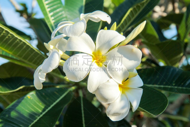 赤素馨花,马斯克林群岛,自然,水平画幅,印度洋,旅行者,夏天,户外,岛,海洋