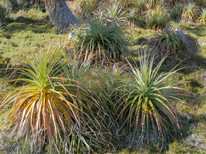 小树林,露兜树,幼小动物,植物群,风景,环境,环境保护,小的,植物