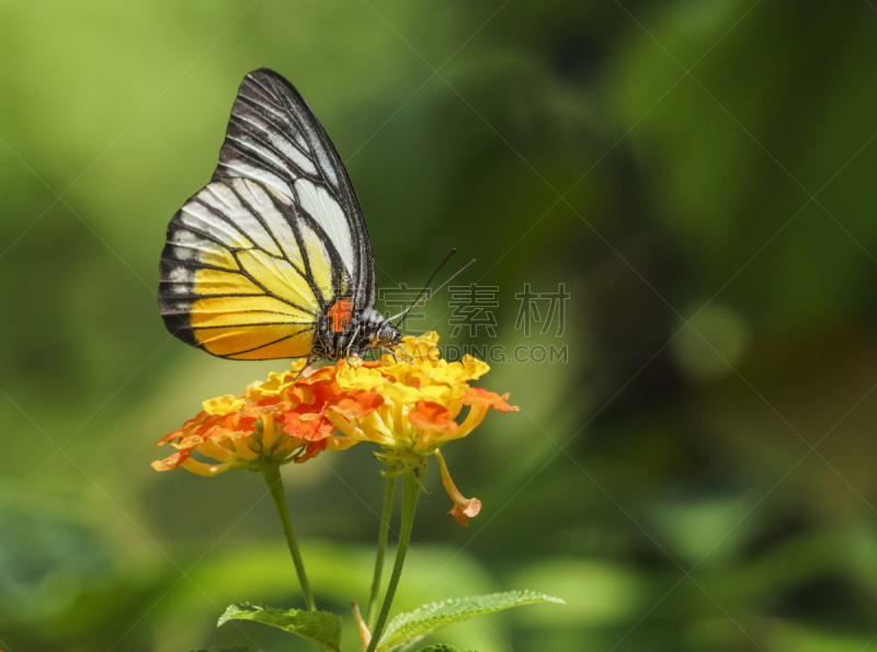 蝴蝶,Common Rose Swallowtail Butterfly,水平画幅,无人,昆虫,摄影