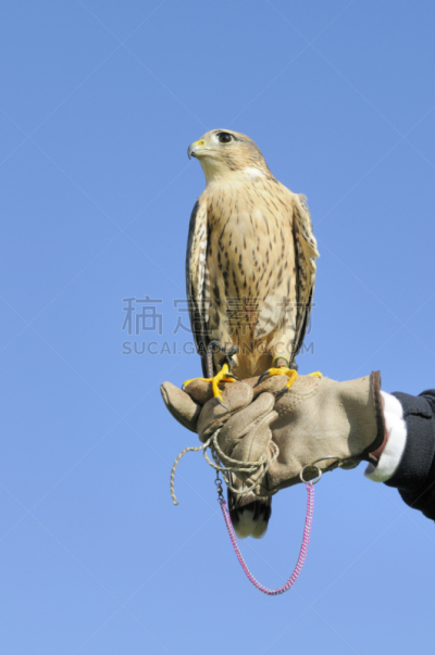 游隼,在上面,天空,青绿色,垂直画幅,迅速,食肉鸟,手套,无人,鸟类