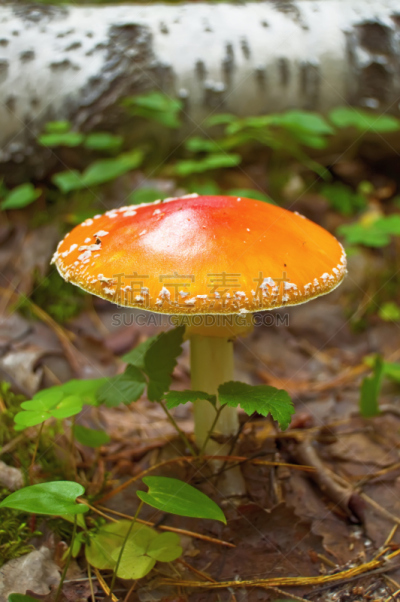 鹅膏菌,伞形毒菌,毒蘑菇,垂直画幅,无人,巨大的,泥土,夏天,户外,草