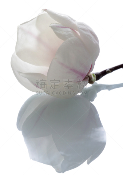 玉兰类,分离着色,自然美,旱莲,自然,垂直画幅,无人,背景分离,反射,花