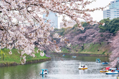 日本,樱花,东京,城市生活,仅日本人,日语,公园（品牌）,公园,船,鸟类