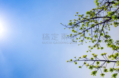 天空,蓝色,炮弹树,日光,叶子,背景,自然,太空,式样,水平画幅