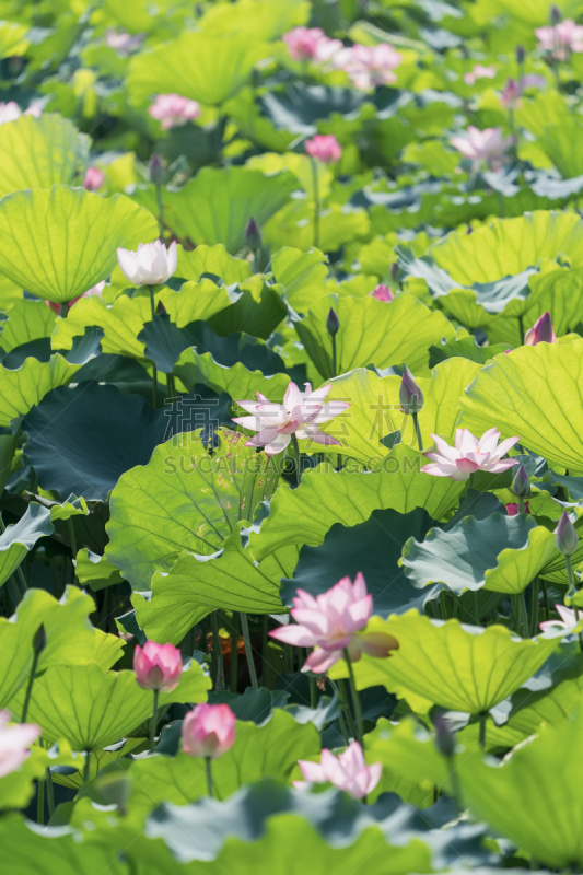 荷花,夏天,叶子,绿色,池塘,背景,接力赛,垂直画幅,水,美