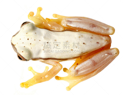 树蛙,小的,高,亚马逊雨林,亚马逊地区,南美,水平画幅,无人,热带雨林,雨林