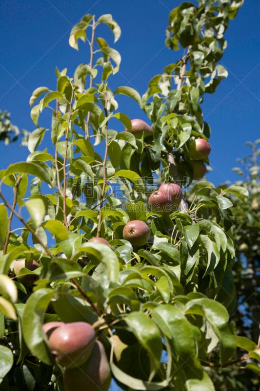 Anjou Pear,华盛顿州,温纳曲,梨树,自然,垂直画幅,饮食,绿色,梨,水果