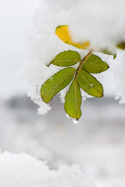 雪,白色,冬天,冻结的,早晨,垂直画幅,美,温度,无人