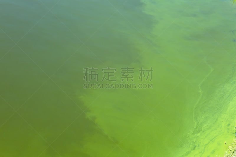 水,绿色,河流,绿藻,平视角,泥土,夏天,沼泽,湖,滨水