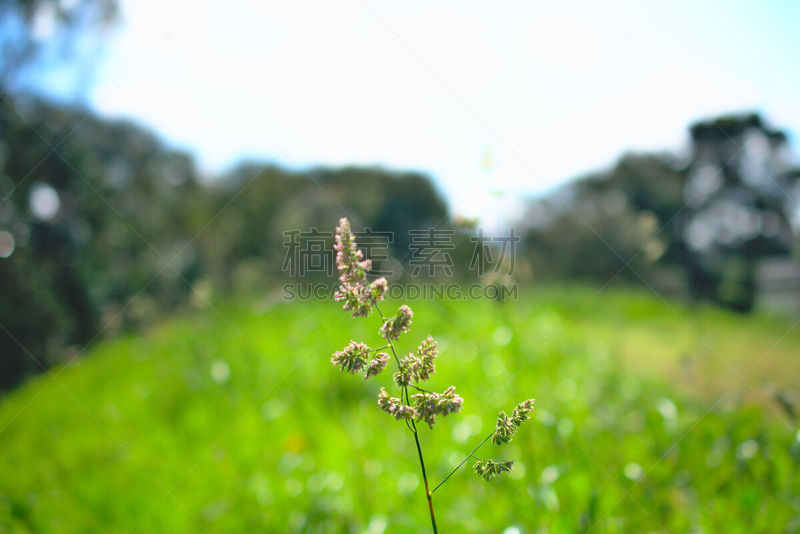 草,森林,田地,春天,白昼,在之后,农业,湿,清新,野生动物