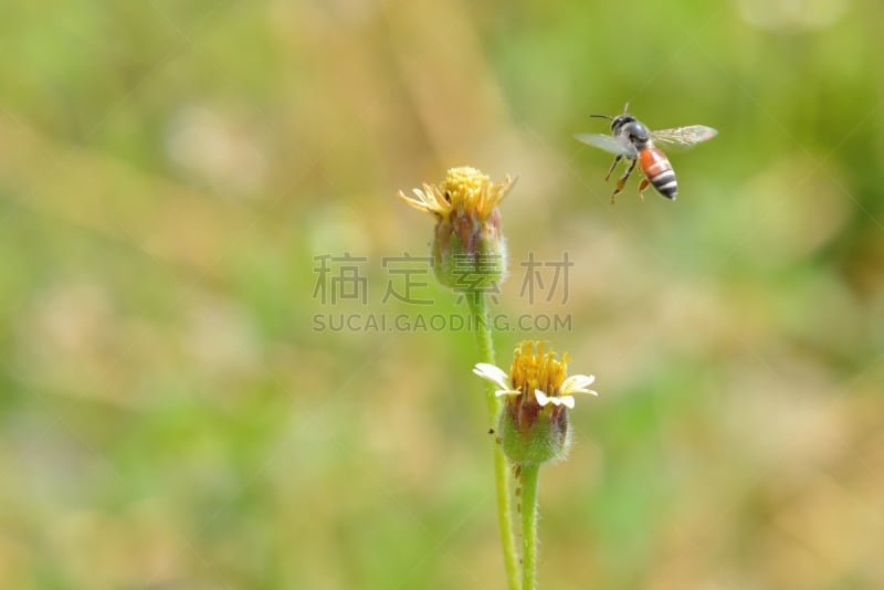 蜜蜂,非洲杀人蜂,蜜蜂服,伞形科,大黄蜂,杀虫剂,油菜花,花粉,动物身体部位,夏天