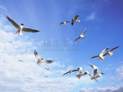 自由,哈氏鸥,黑头海鸥,动物喊叫,卷云,鸟笼,大群动物,中午,心理健康专业人员,笼子