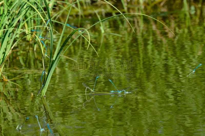 蜻蜓,池塘,平视角,繁殖季节,美,窄翅蜻蛉,水平画幅,夏天,户外,湖