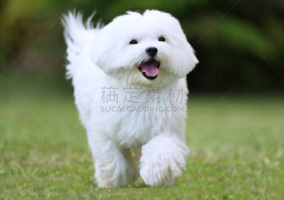 白色,马尔他犬,美,水平画幅,进行中,户外,草,动物杂技,活力,友谊