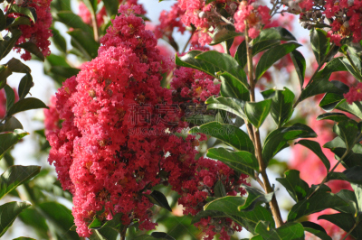 crepe myrtle tree,红色,粉色,路边,花头,費利蒙,自然,天空,美国,水平画幅